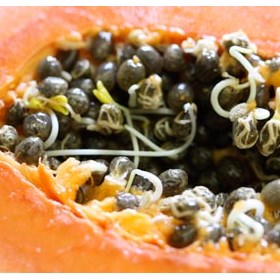 מונאקו אסקורט: Jordyn Smith